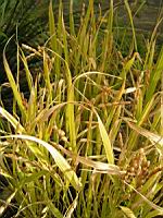 Riz, Oryza sativa (fam Graminees ou Poacees) (s-o de l'Asie) (2) (Photo F. Mrugala)